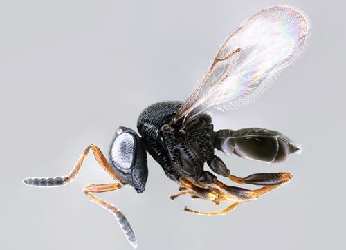 Trissolcus halyomorphae Trissolcus japonicus Samurai wasp