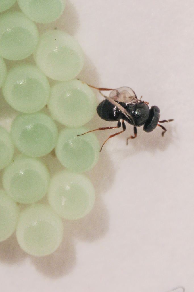 Trissolcus halyomorphae Imported wasp Trissolcus halyomorphae A tiny wasp known as Flickr