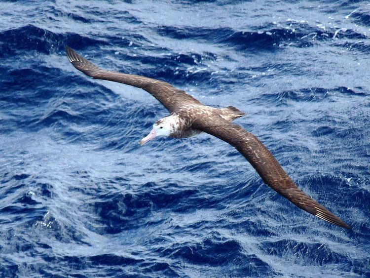 Tristan albatross Tristan albatross