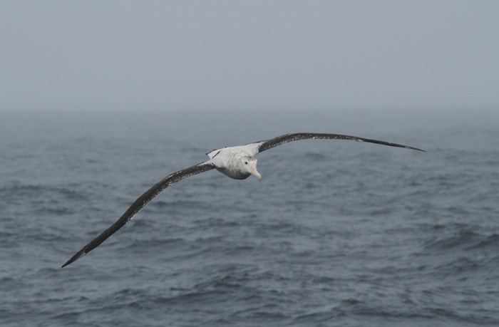 Tristan albatross Tristan Albatross Identification Part 4 Three Amigos Birding
