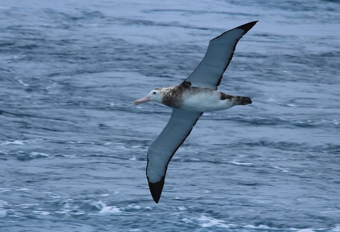 Tristan albatross Tristan Albatross identification Part 3 Three Amigos Birding