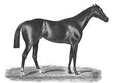 Tristan (horse) httpsuploadwikimediaorgwikipediacommonsthu