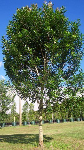 Tristaniopsis LUSCIOUS Tristaniopsis is a tree with shiny foliage and makes a