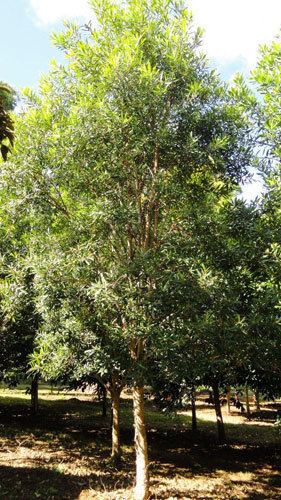 Tristaniopsis TRISTANIOPSIS laurina Water Gum or Kanooka Australian Native Tree