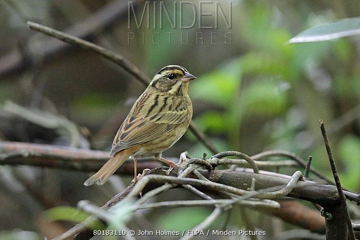 Tristram's bunting Minden Pictures stock photos Tristram39s Bunting Emberiza