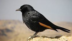 Tristram's starling httpsuploadwikimediaorgwikipediacommonsthu