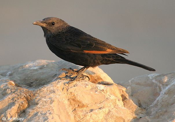 Tristram's starling Birds of Israel Passeriformes Tristram39s Starling