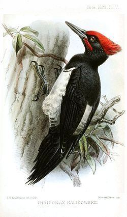 Tristram's woodpecker httpsuploadwikimediaorgwikipediacommonsthu