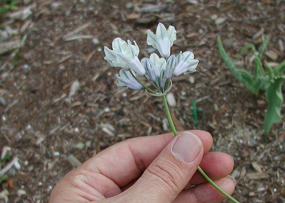 Triteleia grandiflora Pacific Bulb Society Triteleia Species One