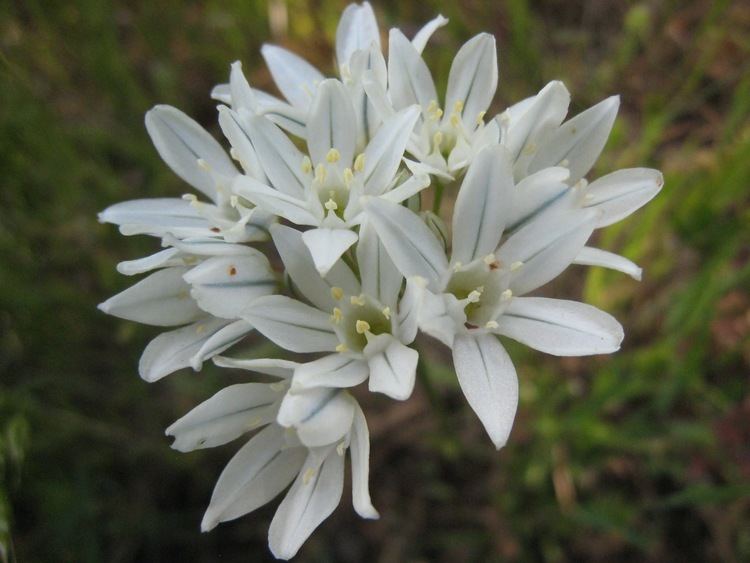 Triteleia hyacinthina Hyacinth Cluster Lily Triteleia hyacinthina nwwildflowers