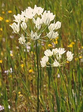 Triteleia hyacinthina Plant Data Sheet