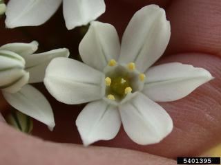 Triteleia hyacinthina Triteleia hyacinthina Lindl Greene Discover Life