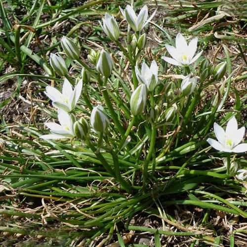 Triteleia hyacinthina TRITELEIA HYACINTHINA SEEDS quotWHITE BRODIAEAquot quotFOOL39S ONION