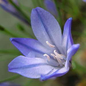 Triteleia peduncularis httpsuploadwikimediaorgwikipediacommonsthu