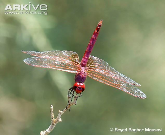 Trithemis annulata Violet dropwing videos photos and facts Trithemis annulata ARKive