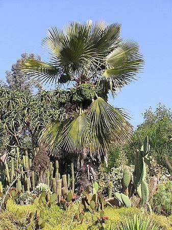 Trithrinax brasiliensis Trithrinax brasiliensis Palmpedia Palm Grower39s Guide