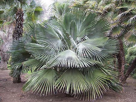 Trithrinax brasiliensis Trithrinax brasiliensis Palmpedia Palm Grower39s Guide