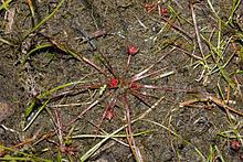 Trithuria httpsuploadwikimediaorgwikipediacommonsthu