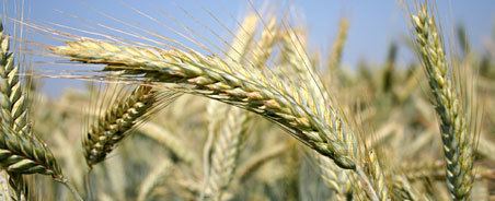 Triticale Triticale seeds with excellent grain yield and quality and yield