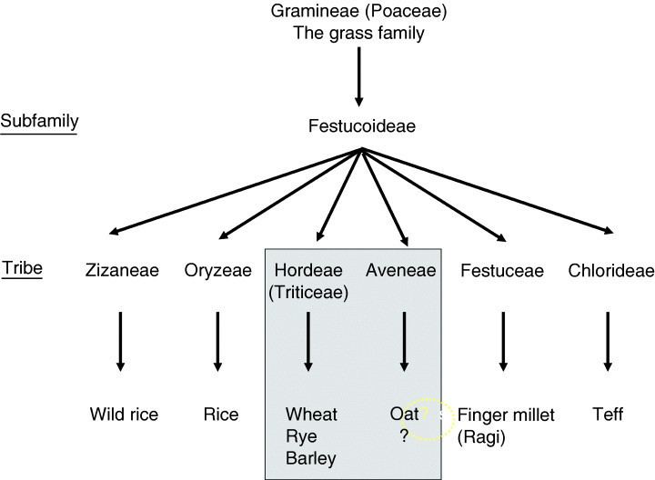 Triticeae httpswwwresearchgatenetprofilePeterGreen9