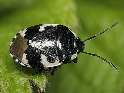 Tritomegas bicolor Cydnidae Tritomegas bicolor Pied Shieldbug