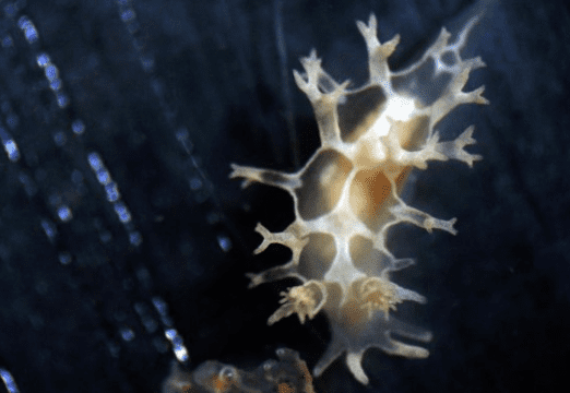 Tritonia khaleesi New Species Of Sea Slug Named After Daenerys Targaryen