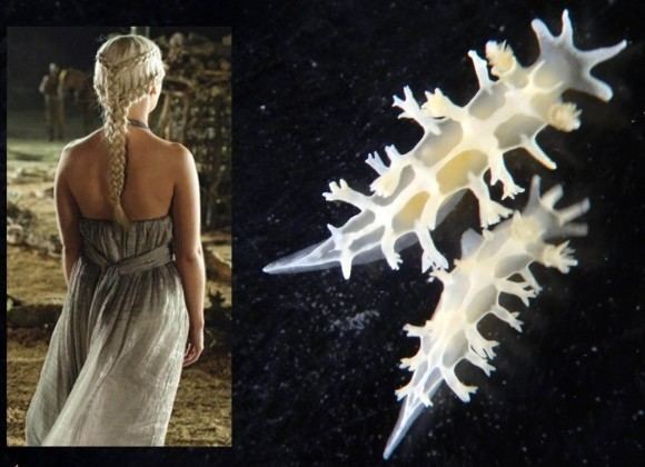 Tritonia khaleesi Newly discovered sea slug named after Daenerys Tritonia khaleesi