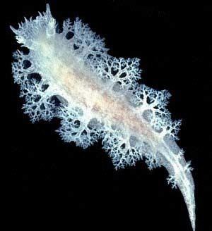 Tritoniopsis elegans The Sea Slug Forum Tritoniopsis elegans