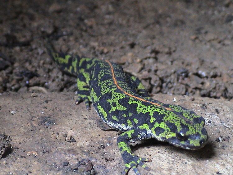 Triturus Marbled newt Wikipedia