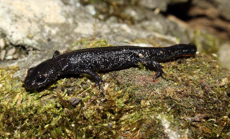 Triturus FileNoerdlicherKammmolchtrituruscristatusjpg Wikimedia Commons