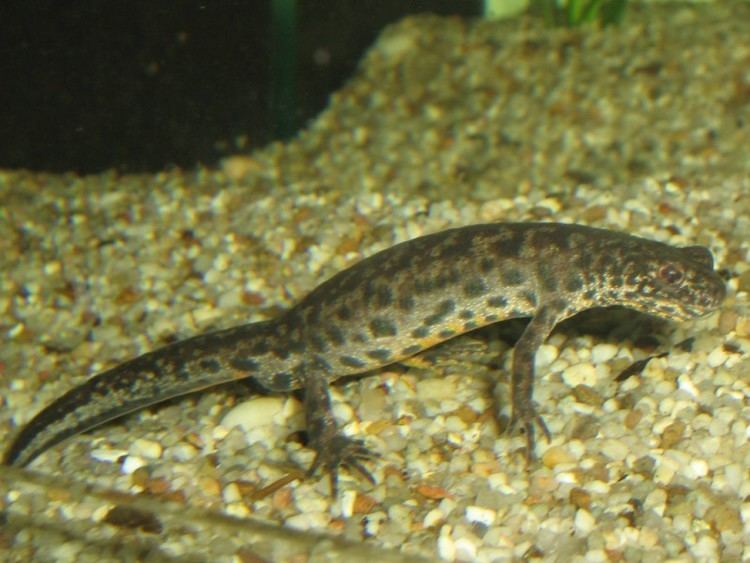 Triturus Triturus arntzeni Caudataorg Newt and Salamander Forum