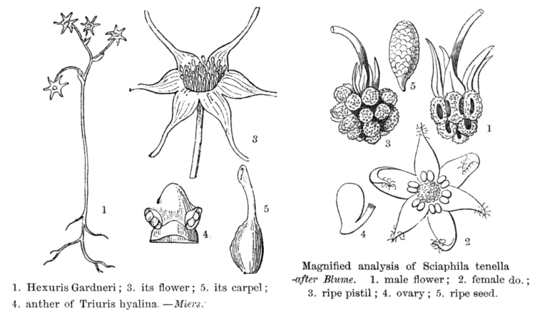 Triuridaceae Angiosperm families Triuridaceae Gardn