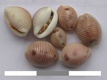 Trivia (gastropod) httpsuploadwikimediaorgwikipediacommonsthu