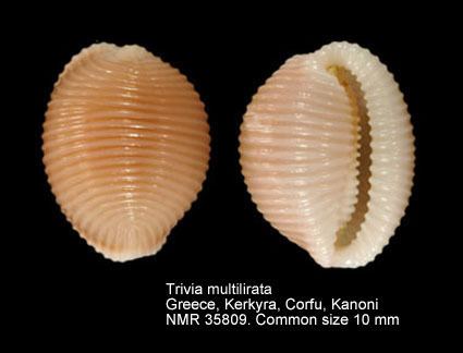 Triviidae HomeNATURAL HISTORY MUSEUM ROTTERDAM Mollusca Gastropoda