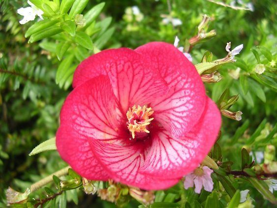 Trochetia boutoniana Trochetia trochetia boutoniana colouring pages MALVACEAE