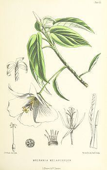 Trochetiopsis melanoxylon httpsuploadwikimediaorgwikipediacommonsthu