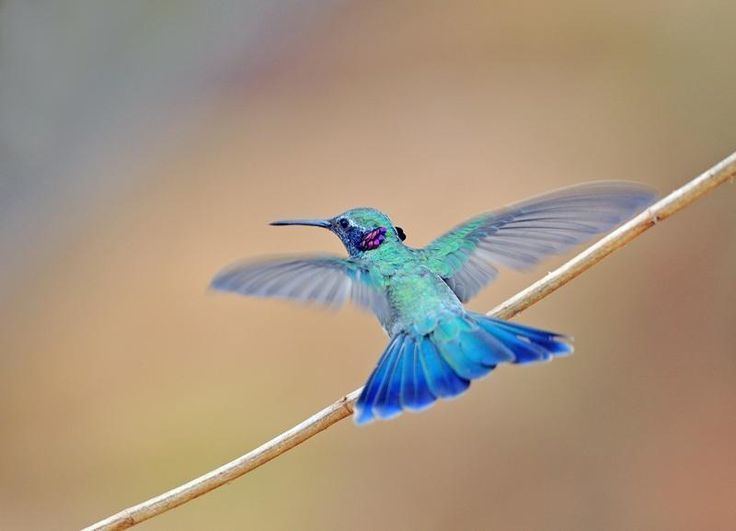 Trochilinae The WhiteVented Violetear Hummingbird Colibri serrirostris is a