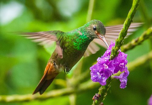 Trochilinae Rufoustailed Hummingbird Amazilia tzacatl Trochilidae