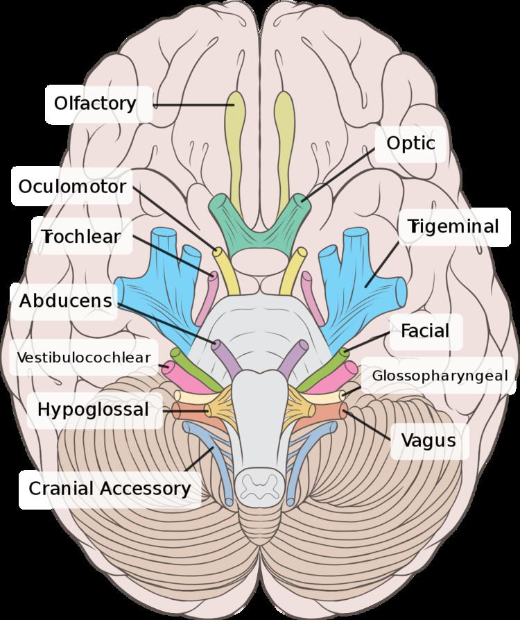 Trochlear nerve