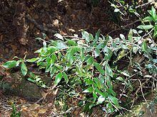 Trochocarpa montana httpsuploadwikimediaorgwikipediacommonsthu