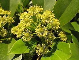 Trochodendraceae Trochodendraceae Wikipedie