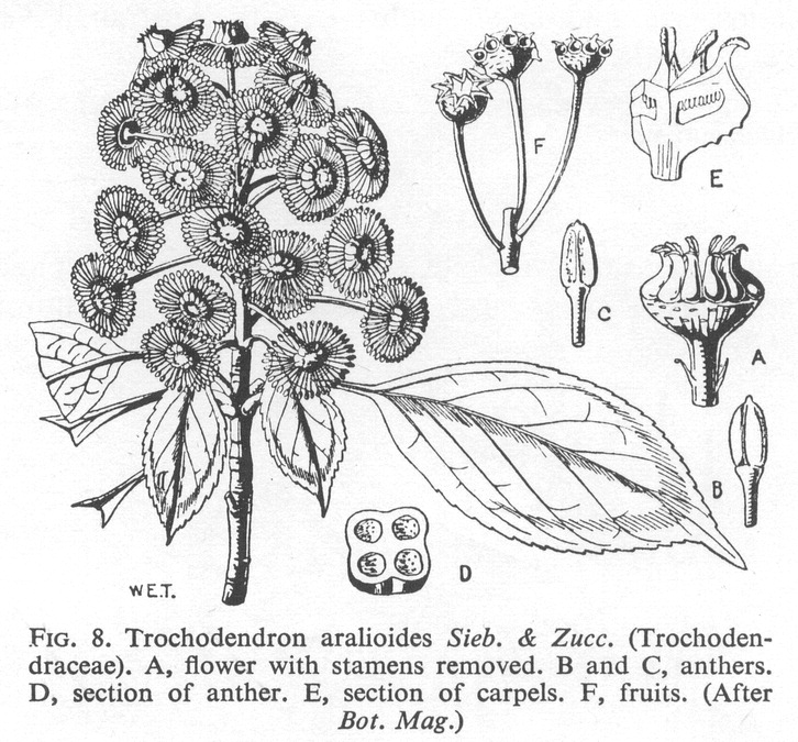 Trochodendraceae Angiosperm families Trochodendraceae Prantl