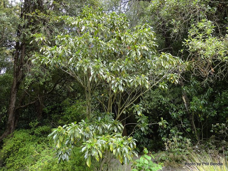 Trochodendron aralioides TERRAIN Taranaki Educational Resource Research Analysis