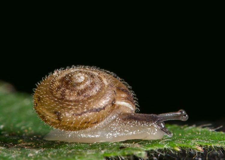 Trochulus Hairy Snail Trochulus hispidus Wildlife Photography