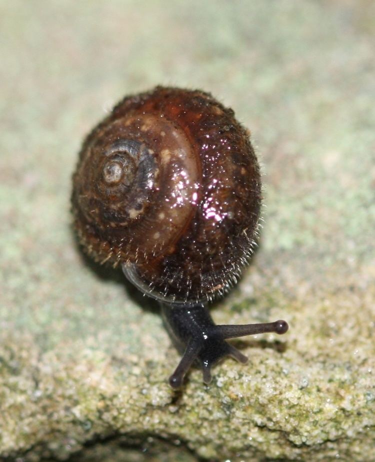 Trochulus hispidus Hairy Snail Trochulus hispidus NatureSpot