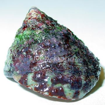 Trochus Saltwater Invertebrates for Marine Aquariums Banded Trochus Snail