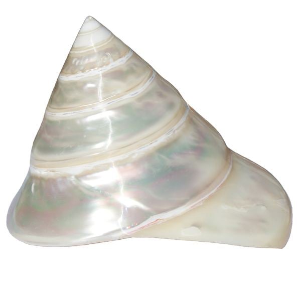 Trochus Pearl Trochus Shell Trochus Niloticus Cone Seashell Collectible