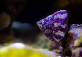 Trochus Buy Trochus Snail Online at Aquarium Warehouse