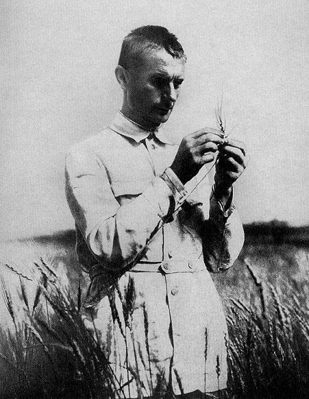 Trofim Lysenko FileLysenko in field with wheatjpg Wikimedia Commons