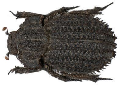 Trogidae Beetles of Africa Catalog Page